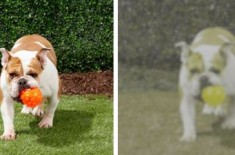 ���������۾����ɹ��ۣ��������ʲô���ӣ�