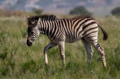 ������Ϊ�˲��ò�Ӭҧ���Ұ��Լ��������ѣ��Ч