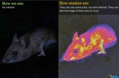 ���������۾����ɹ��ۣ��������ʲô���ӣ�