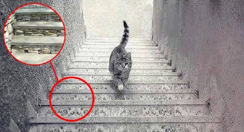 解析：猫是上楼还是下楼？